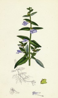 Scutellaria galericulata; Common Scull-cap