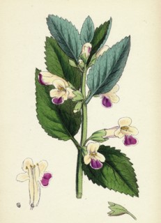 Melittis Melissophyllum (grandiflora); Bastard Balm