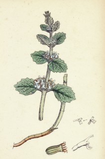 Marrubium vulgare; White Horehound