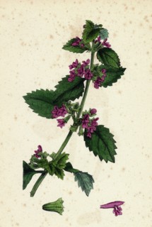 Ballota nigra, var. foetida; Black Horehound, var. a.