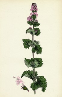 Mentha crispa; Curled Mint