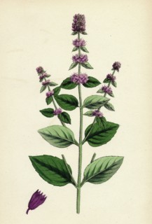 Mentha sativa, var. paludosa; Marsh Whorled Mint, var. B.