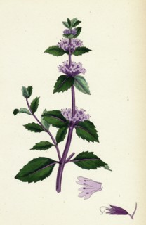 Mentha rubra; Tall Red Mint