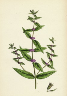 Mentha gracilis, var. genuina; Slender Mint