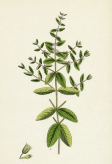 Mentha pratensis; Meadow Mint