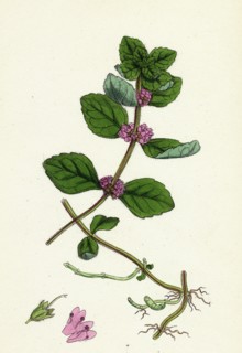 Mentha arvensis, var. genuina; Corn Mint, var. a.