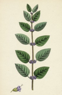 Mentha arvensis, var. Allionii; Corn Mint, var. e.