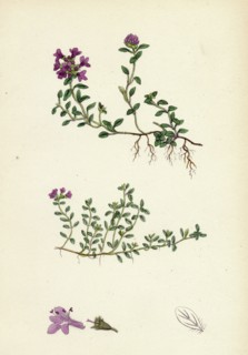 Thymus eu-Serpyllum; Creeping Wild Thyme