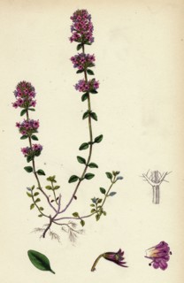 Thymus Chamaedrys; Larger Wild Thyme