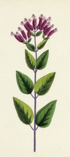 Origanum vulgare, var. prismaticum; Common Marjorum, var. B.