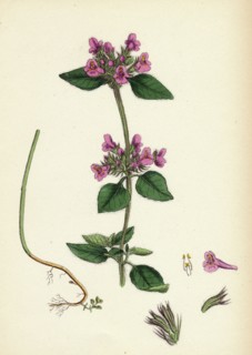 Calamintha Clinopodium; Wild Basil