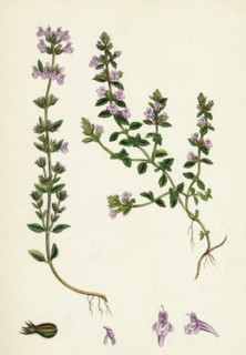 Calamintha Acinos; Basil Thyme