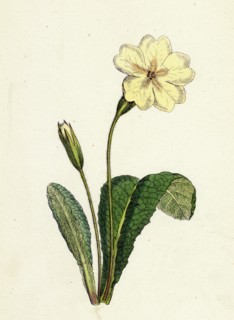 Primula vulgaris; Common Primrose
