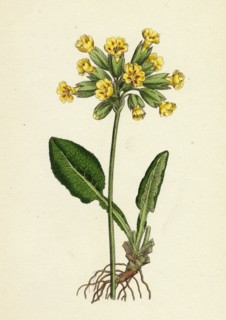 Primula officinalis; Cowslip