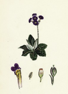 Primula Scotica; Scottish Birds-eye Primrose