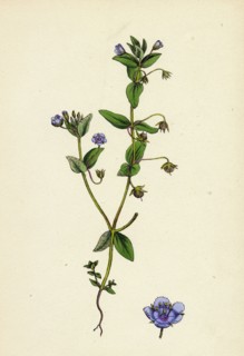 Anagallis arvensis, var. caerulea; Blue Pimpernel