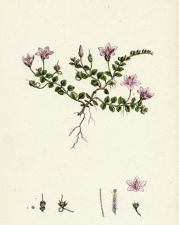 Anagallis tenella; Bog Pimpernel