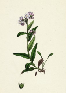 Myosotis alpestris; Alpine Forget-me-not