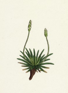 Plantago maritima, var. hirsuta; Sea Plantain, var. y.