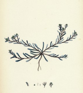 Corrigiola littoralis; Sand Strap-wort