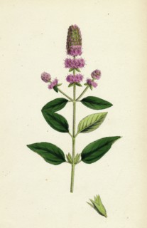 Mentha pubescens, var. hircina; Blunt-spiked Mint, var. B.