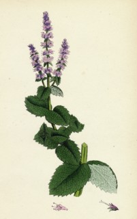Mentha rotundifolia; Round-leaved Mint