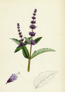 Mentha viridis; Spear-mint