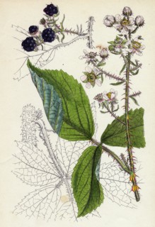 Rubus Köhleri; Köhler's Bramble