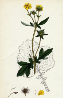 Geum urbanum; Wood Avens