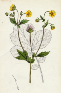 Geum intermedium; Intermediate Avens