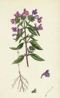 Galeopsis angustifolia; Narrow-leaved Hemp-nettle