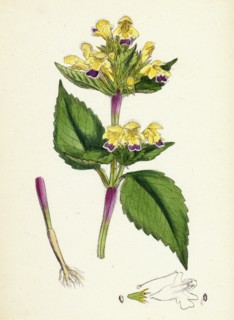 Galeopsis versicolor; Large-flowered Hemp-nettle