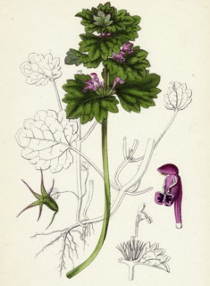 Lamium intermedium; Intermediate Dead-nettle