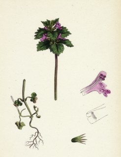 Lamium incisum; Cut-leaved Dead-nettle