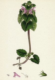 Lamium purpureum; Red Dead-nettle