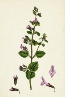 Calamintha menthifolia, var. Briggsii; Common Calamint, var. B.