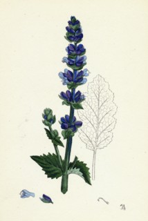 Salvia Verbenaca; Wild English Clary