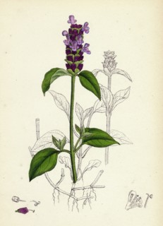 Prunella vulgaris; Self-heal