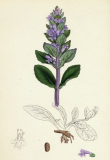 Ajuga reptans; Common Bugle