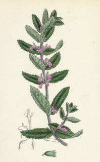 Teucrium Scordium; Water Germander