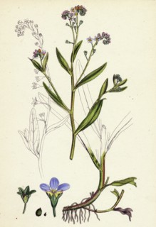 Myosotis caespitosa; Tufted Water Forget-me-not