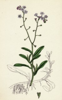 Myosotis palustris; Great Water Forget-me-not