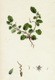 Erodium maritimum; Sea Stork's-bill