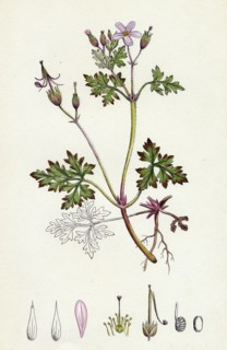 Geranium Robertianum; Herb Robert