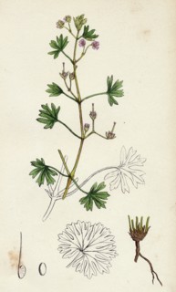 Geranium pusillum; Small-flowered Crane's-bill