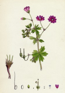 Geranium Pyrenaicum; Mountain Crane's-bill