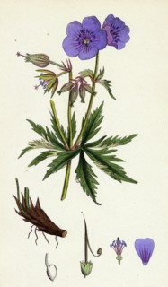 Geranium pratense; Blue Meadow Crane's-bill