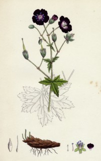 Geranium phaeum; Dusky Crane's-bill