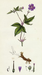 Geranium nodosum; Knotty Crane's-bill