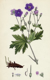 Geranium sylvaticum; Wood Crane's-bill